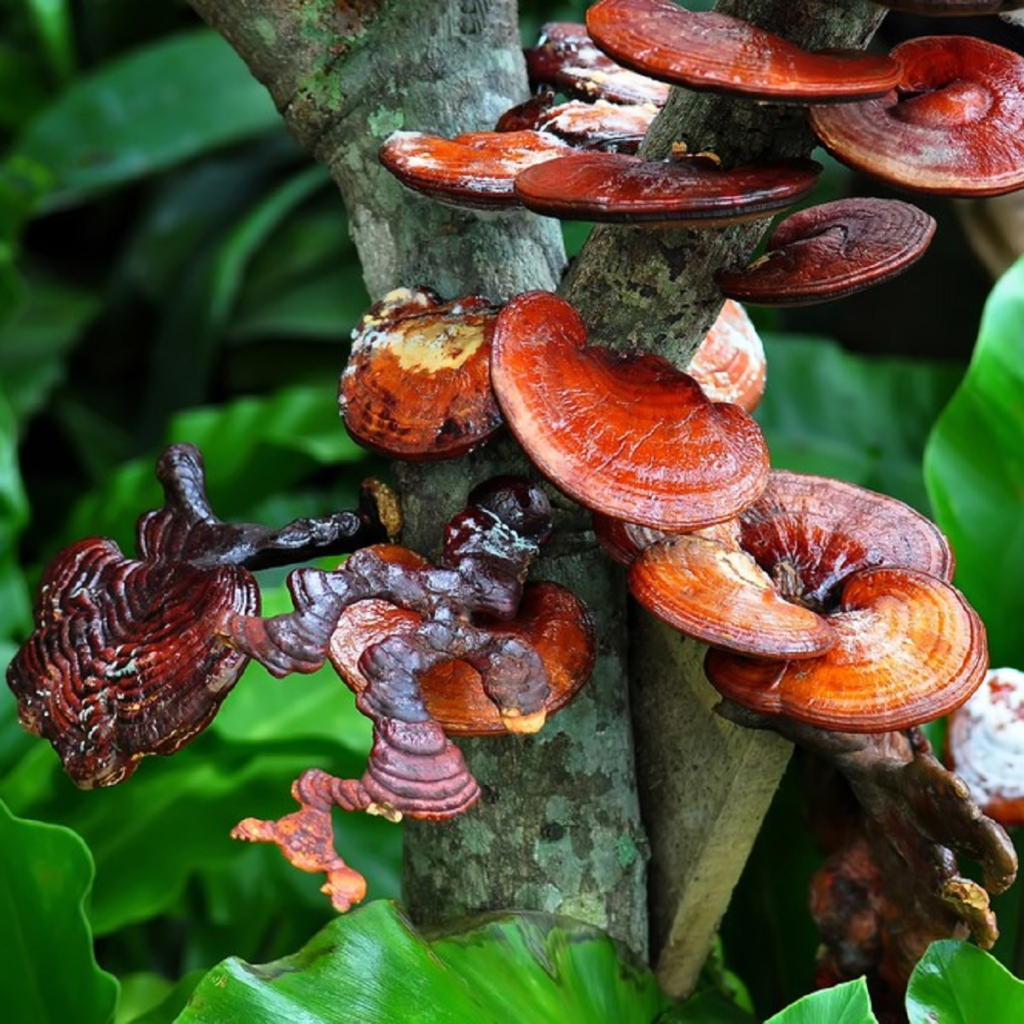 An image of Reishi mushroom which is not used for making Mushroom 65