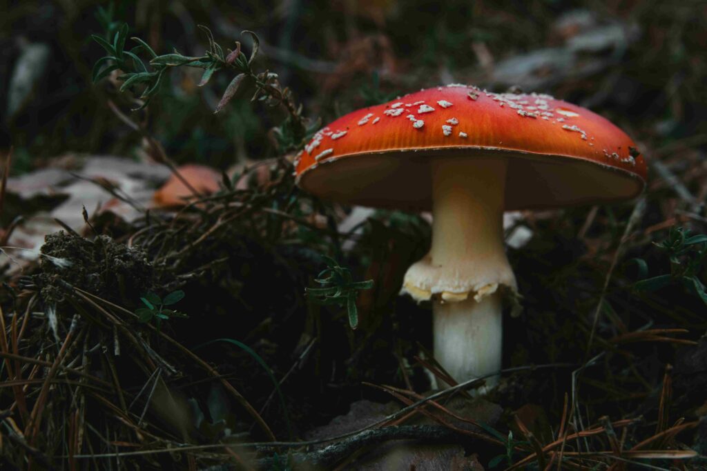 A single beautiful red mushroom