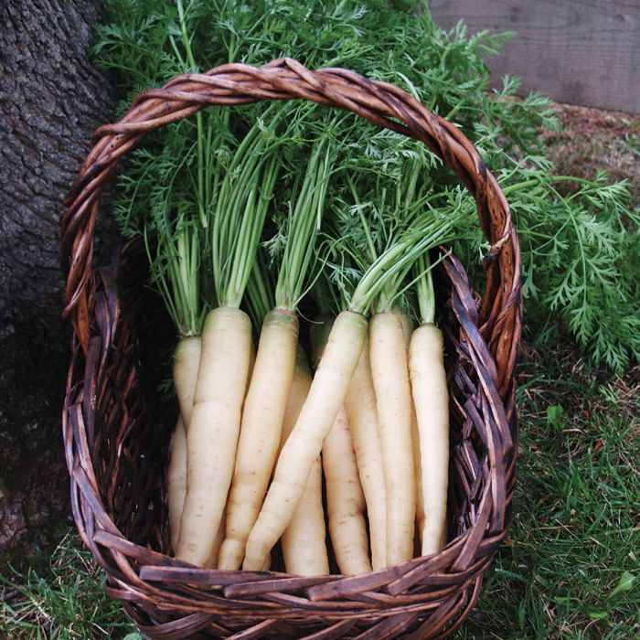 A basket full of nutritious white carrot