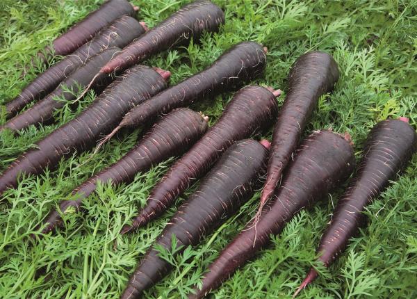 A bunch of Black carrots