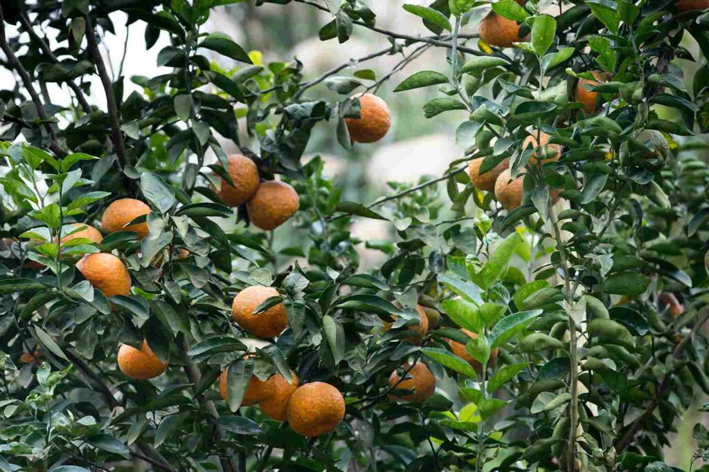 Orange tree with lot of oranges on it