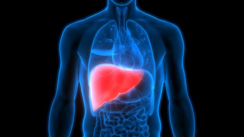 Liver inside human body