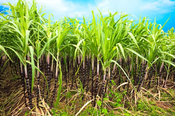 Sugar cane field